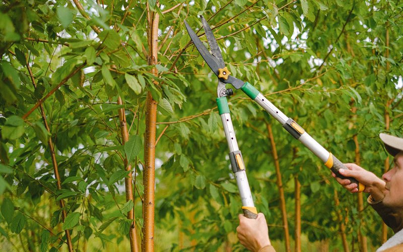 Tree trimming in Orondo, WA